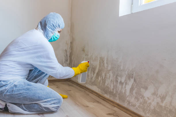 Licensed Black Mold Removal service in Troutville, PA - WQB Mold Removal