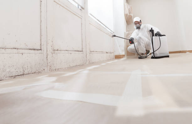 Trusted Black Mold Removal service in Troutville, PA - WQB Mold Removal