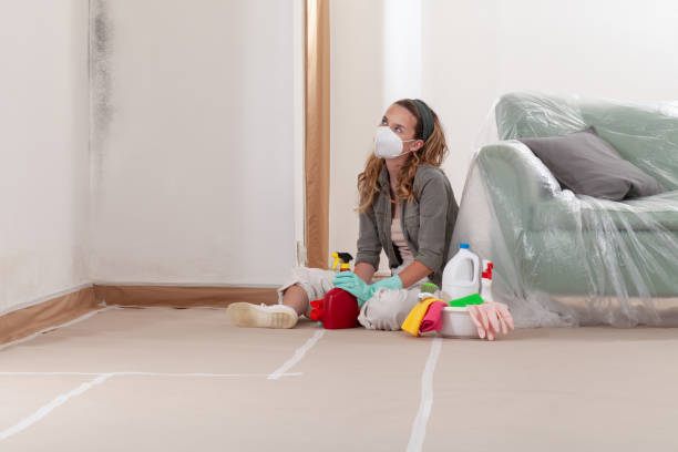 Reliable Black Mold Removal contractor in Troutville, PA by WQB Mold Removal