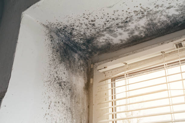 Affordable Black Mold Removal solutions in Troutville, PA