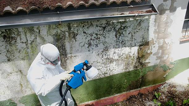 Top rated local Black Mold Removal specialists in Troutville, PA